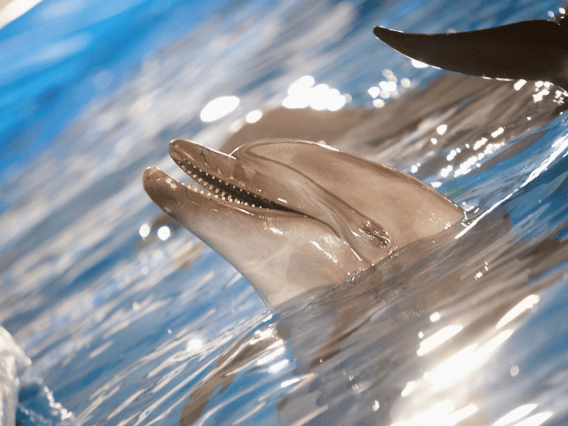 Dolphin at Discovery Cove Orlando
